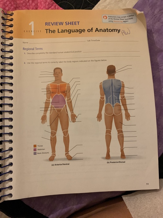 The Language Of Anatomy Review Sheet Exercise 1 Answer Key – Exercise