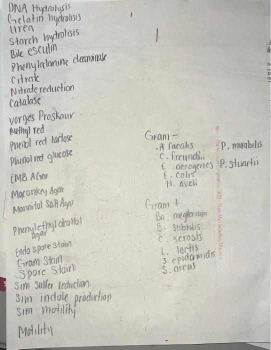 Solved I need to make dichotomous key for my unknowns | Chegg.com