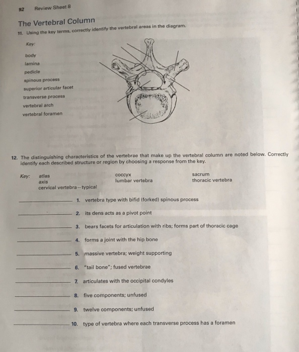 Solved EXERCISE REVIEW SHEET The Axial Skeleton Lab | Chegg.com