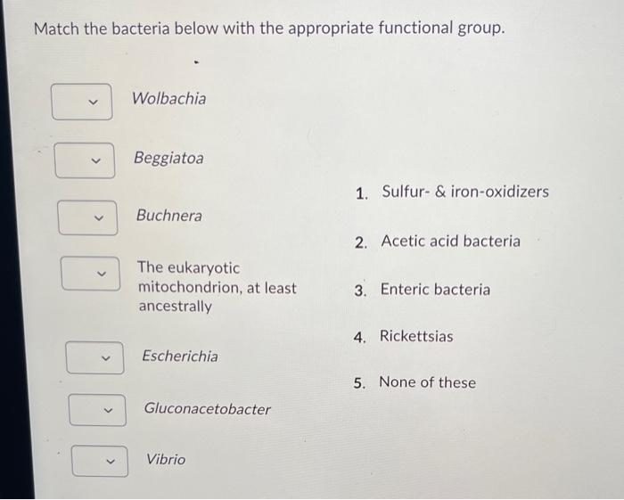 Solved Match the bacteria below with the appropriate | Chegg.com