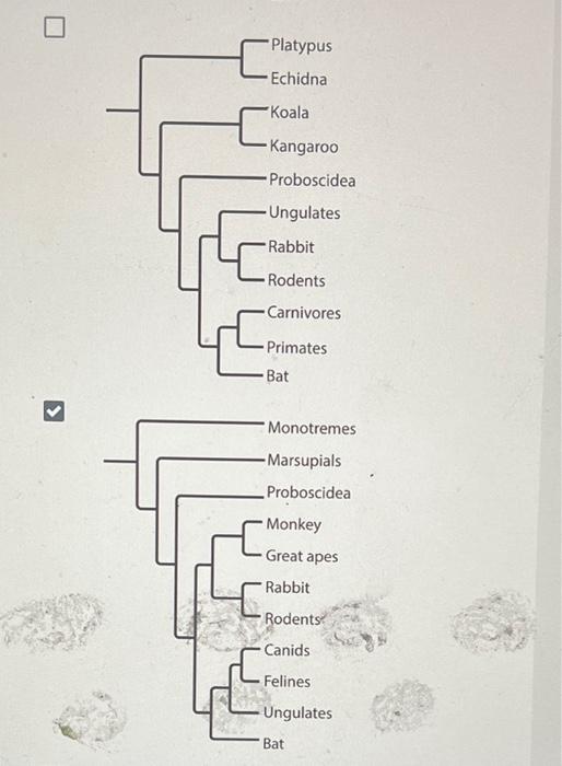 Solved The phylogenetic tree shows a simplified hypothesis | Chegg.com