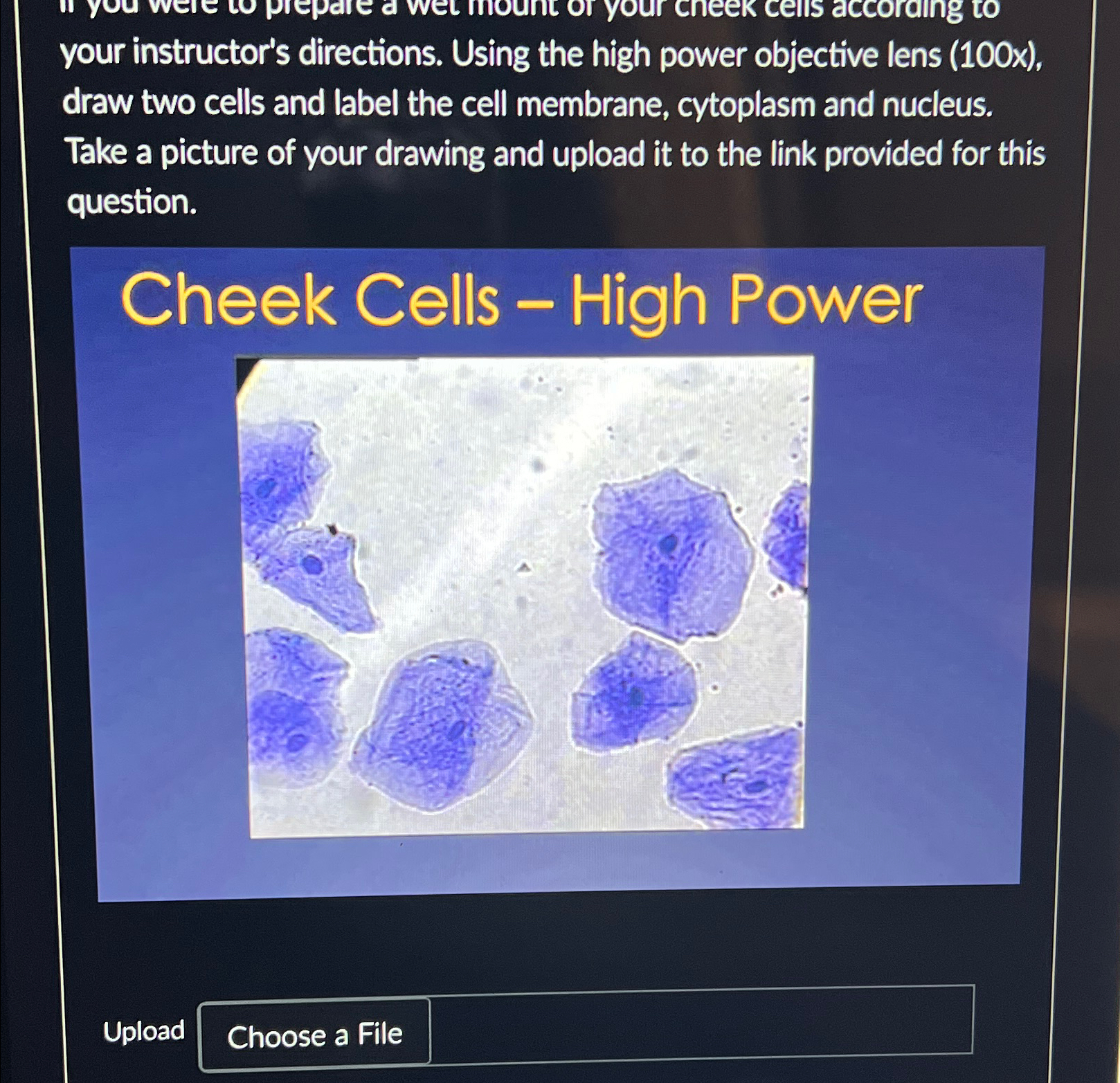 Solved your instructor's directions. Using the high power | Chegg.com