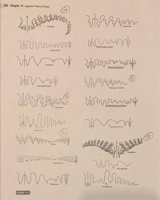 286 Chapter 14 Applied Paleontology A azeri bague Chegg