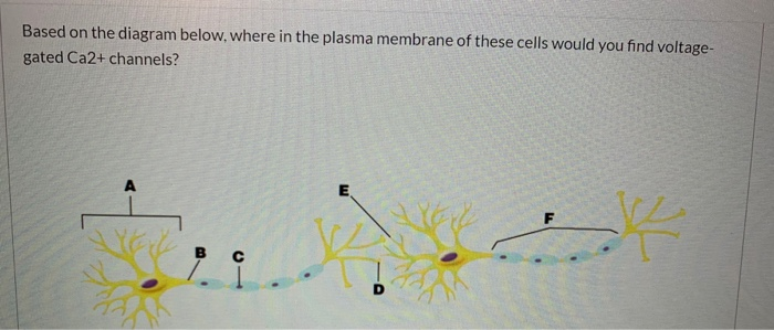 Solved Based on the diagram below, where in the plasma | Chegg.com