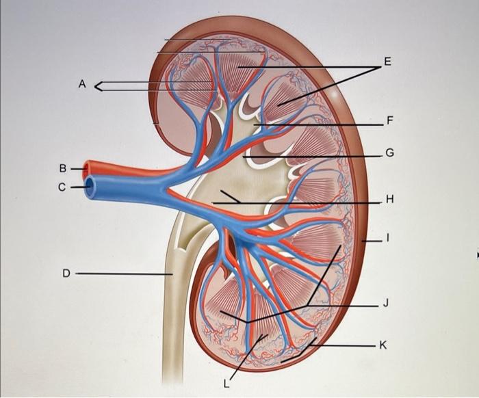 Solved - Capsule - Cortex - Interlobar arteries and veins | Chegg.com