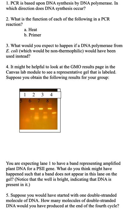 Solved 1. PCR Is Based Upon DNA Synthesis By DNA Polymerase. | Chegg.com