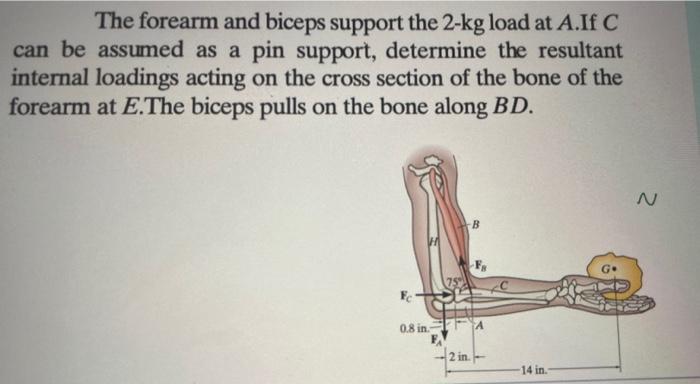 The forearm and biceps support the \( 2-\mathrm{kg} \) load at \( A \).If \( C \) can be assumed as a pin support, determine