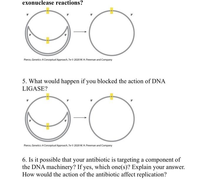 Solved Replication Activity Background You are working on a | Chegg.com