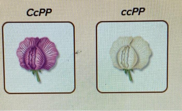 Solved CcPP ссер What is the expected phenotype ratio? | Chegg.com