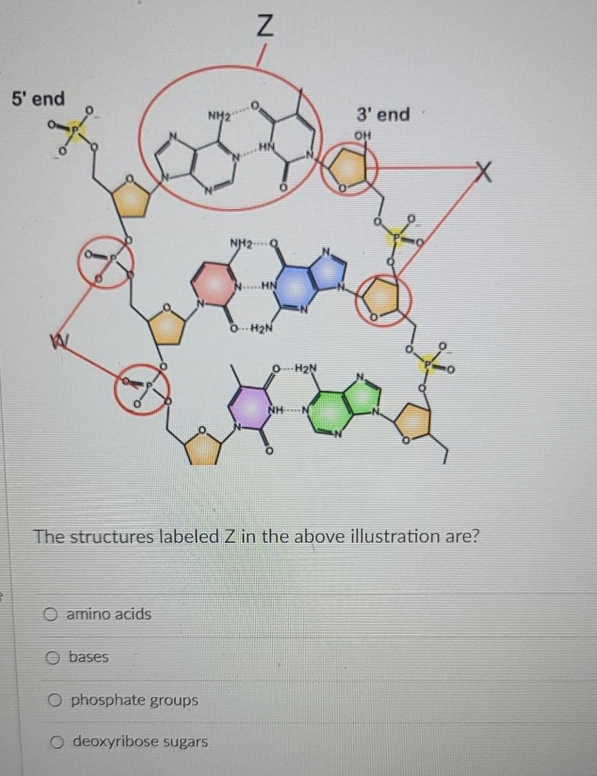 Solved N 5' end NH2 3' end OH NHM NH24 0 N - HN OH2N OH2N ΝΗ | Chegg.com