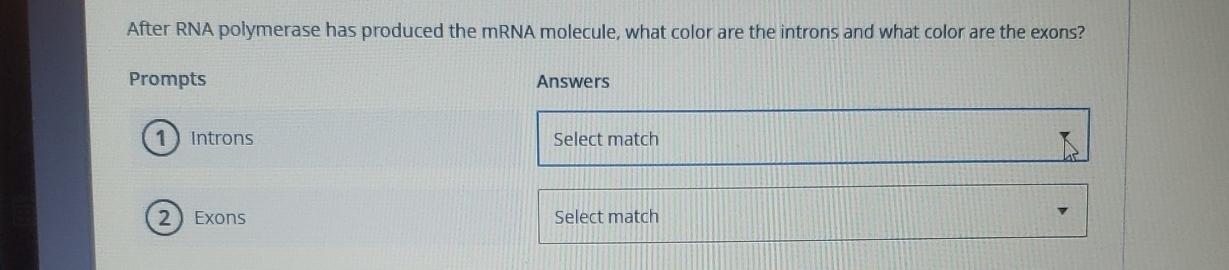 Solved After Rna Polymerase Has Produced The Mrna Molecule, 