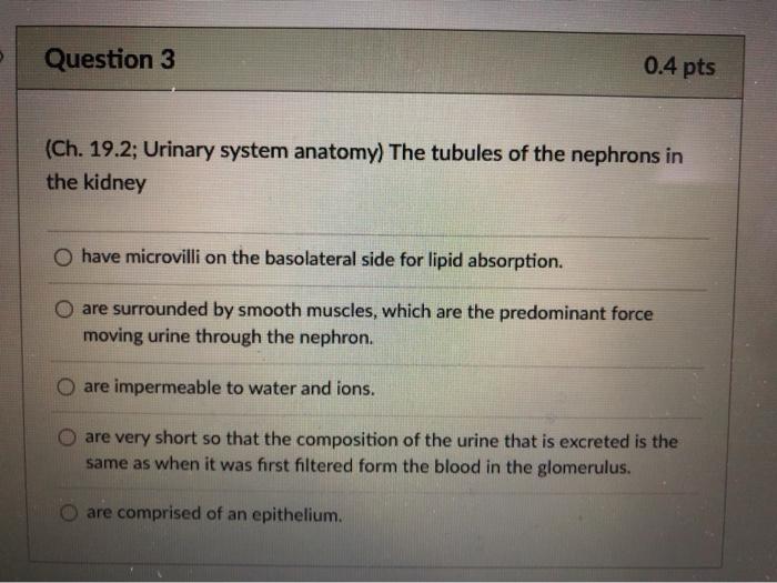 Solved Question 3 0.4 pts (Ch. 19.2; Urinary system anatomy) | Chegg.com