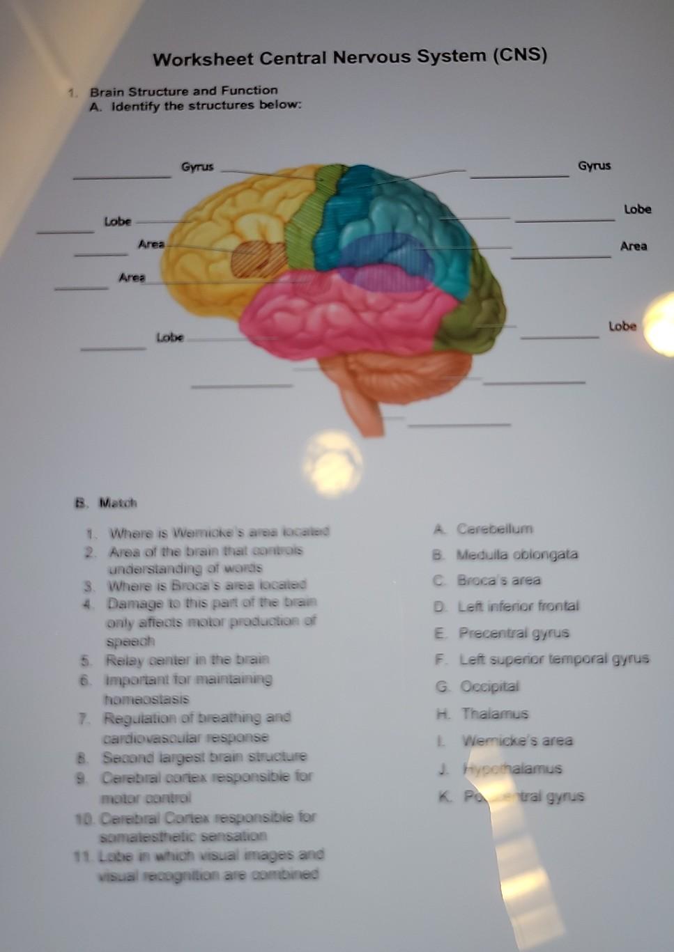 Solved Worksheet Central Nervous System (CNS) 1. Brain | Chegg.com