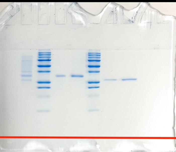 Solved analyze the gel using the ladder provided and | Chegg.com