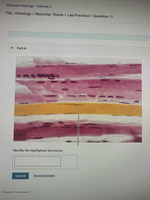 Muscle Histology Attempt 2 Pal Histology Chegg 