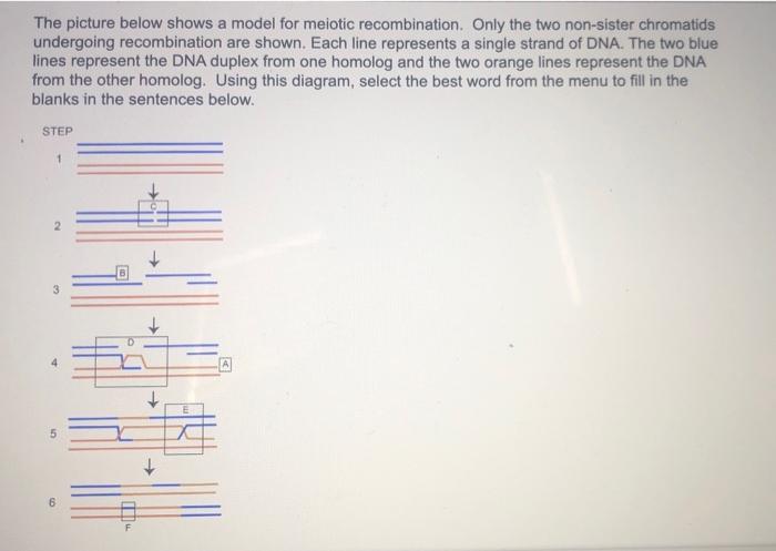 Solved The picture below shows a model for meiotic | Chegg.com