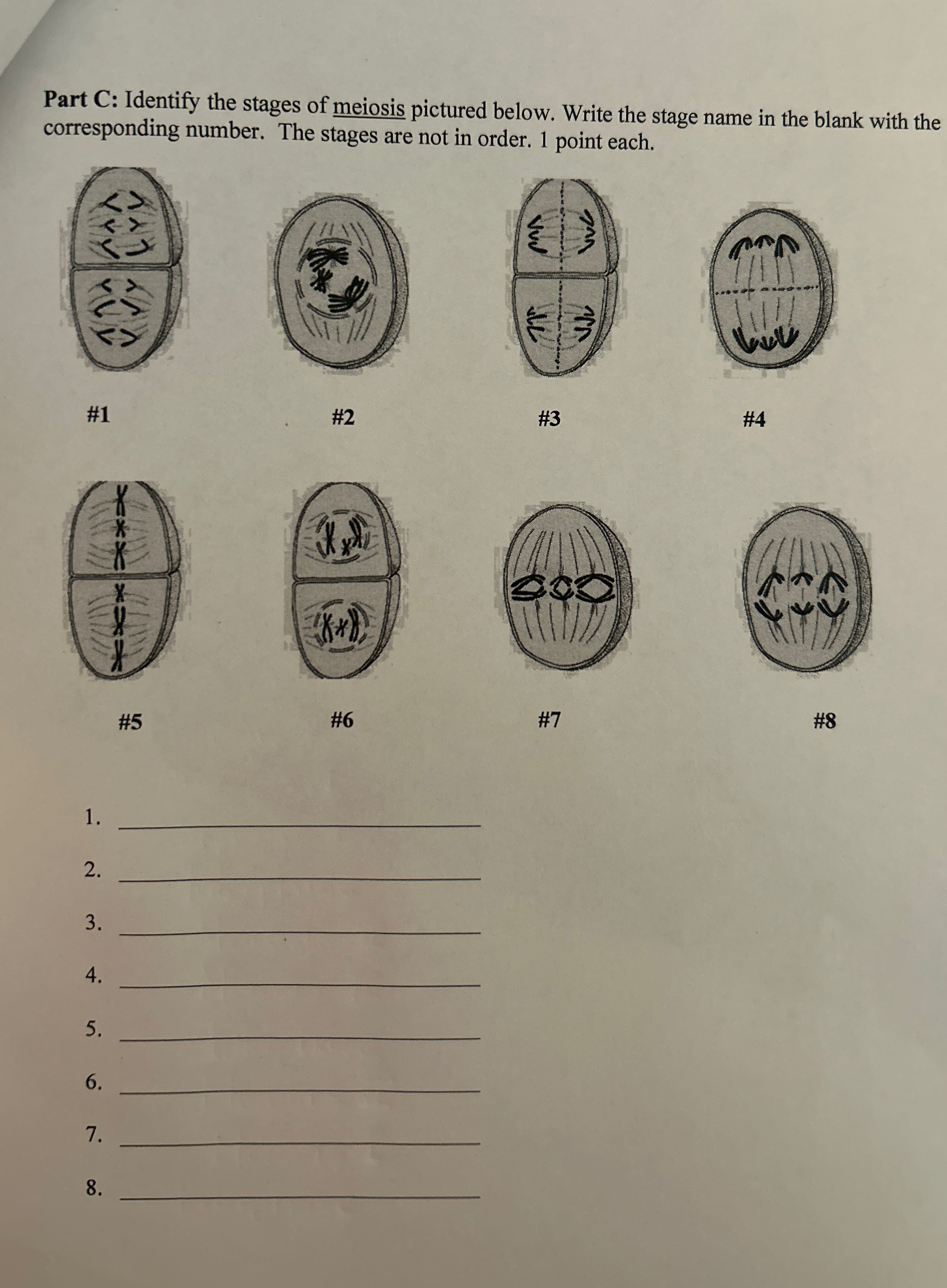 Solved Part C: Identify the stages of meiosis pictured | Chegg.com