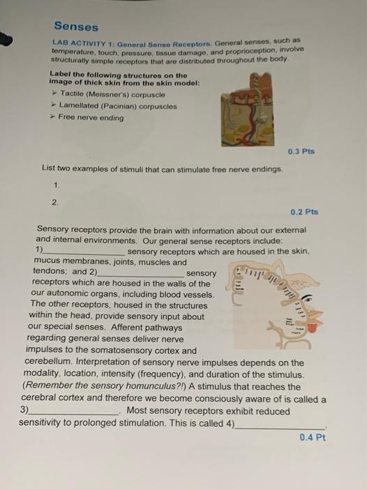 Solved Senses LAB ACTIVITY 1 General Sense Receptors,