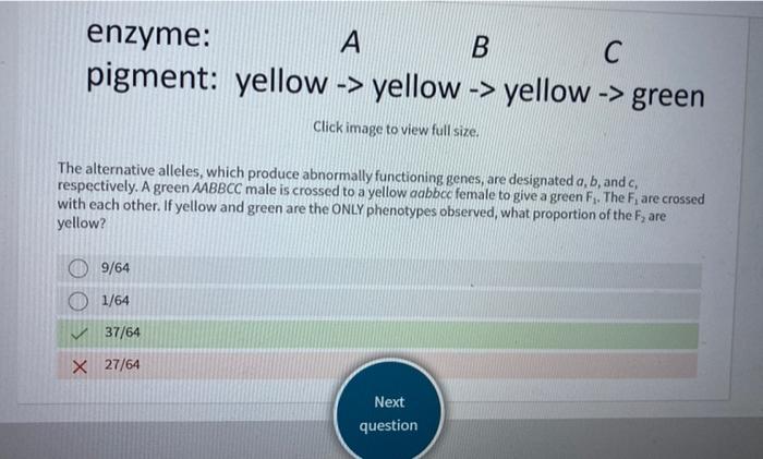 Solved enzyme: pigment: yellow → yellow → yellow → green | Chegg.com