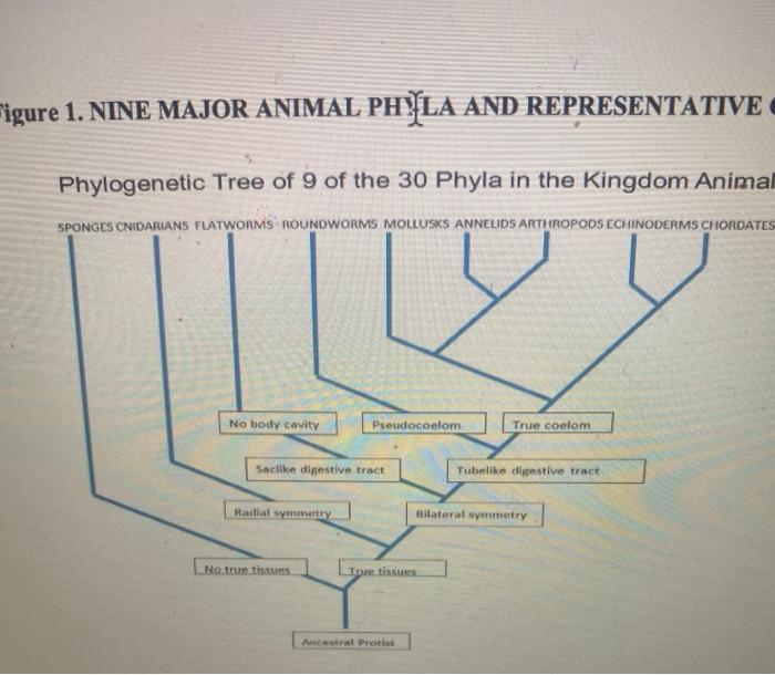 Solved Figure 1. NINE MAJOR ANIMAL PHYLA AND REPRESENTATIVE 