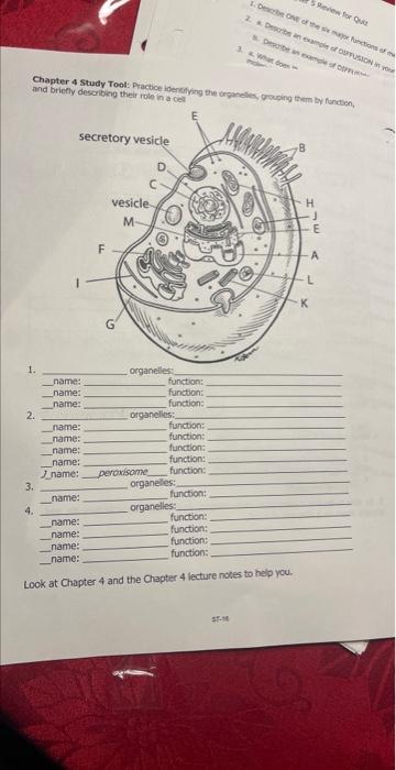 Solved What Are The 4 Categories Of Organelles Identify