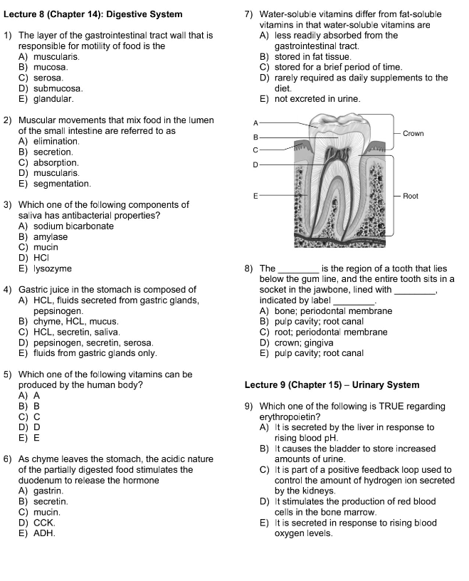 Solved Lecture 8 (Chapter 14): Digestive System 1) The Layer | Chegg.com