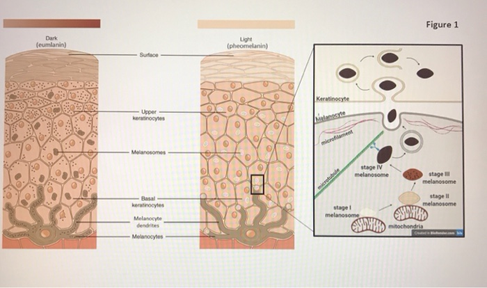 Solved Melanocytes are a specialized cell type that gives | Chegg.com
