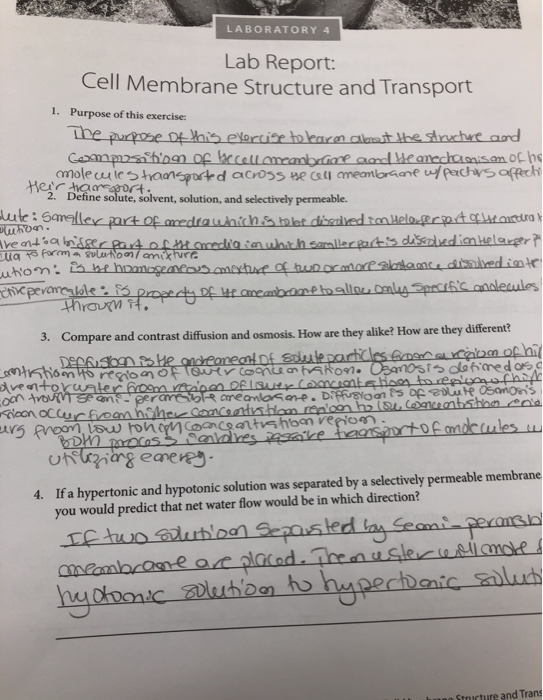 cell membrane transport lab report