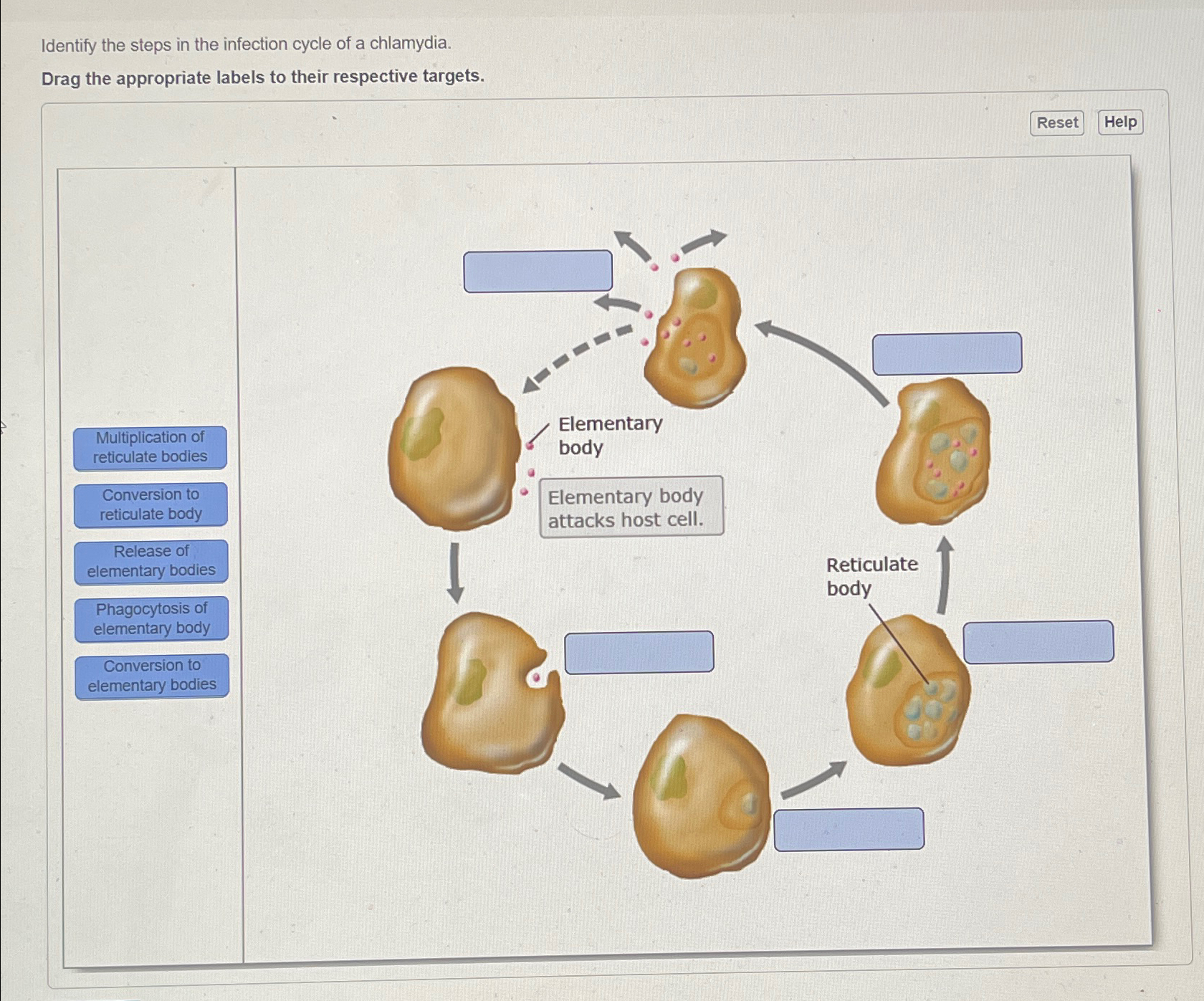 Solved Identify the steps in the infection cycle of a | Chegg.com
