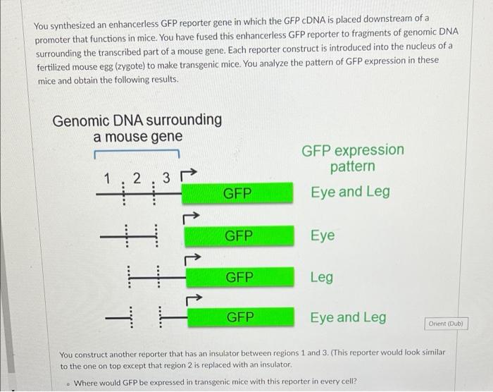 Solved You synthesized an enhancerless GFP reporter gene in | Chegg.com