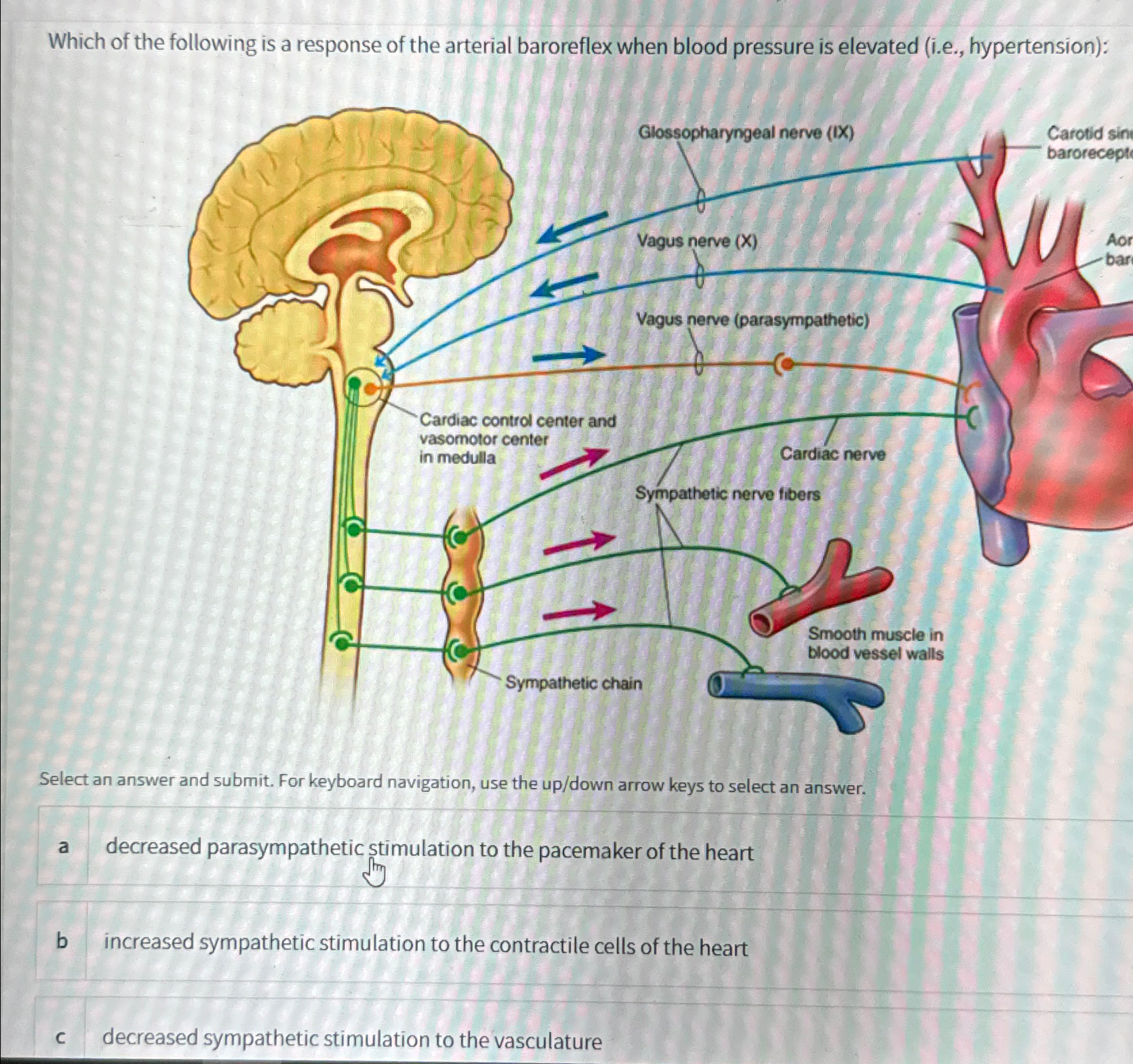 Solved Which of the following is a response of the arterial | Chegg.com