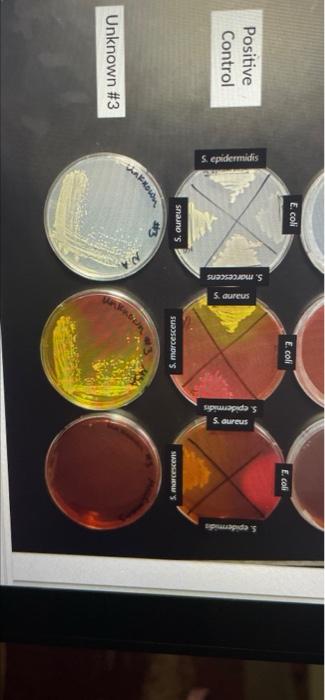Uninoculated Control MacConkey Agar Uninoculated | Chegg.com
