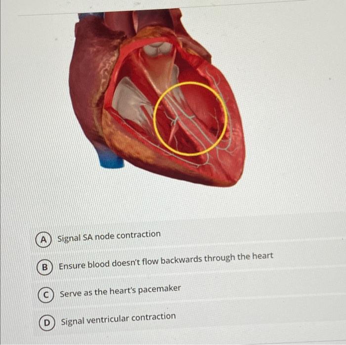 Solved Х What does the circled structure do? A Signal SA