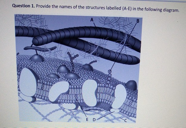 Solved Question 1. Provide the names of the structures | Chegg.com