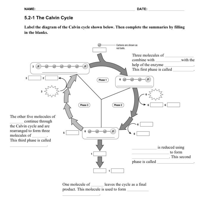 solved-name-date-5-2-1-the-calvin-cycle-label-the-diagram-chegg