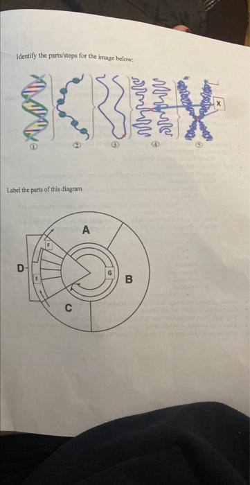 Solved - Definelabelídentify - Chromosomes, chromatid, | Chegg.com