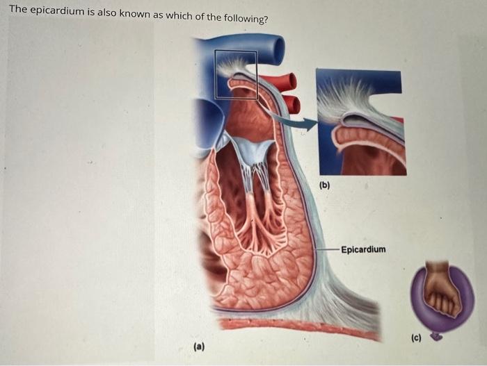 The epicardium is also known as which of the following?