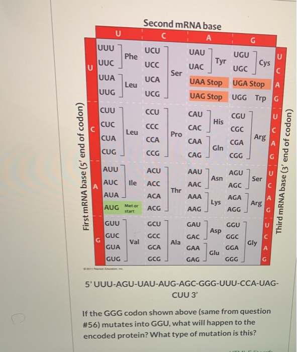 Solved Second Mrna Base с А U Uuu Ucu Uau Phe Uuc Ucc Tyr