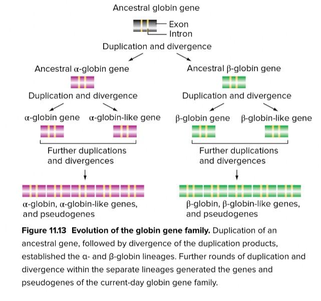 2. Chimpanzees have a set of hemoglobin genes very | Chegg.com