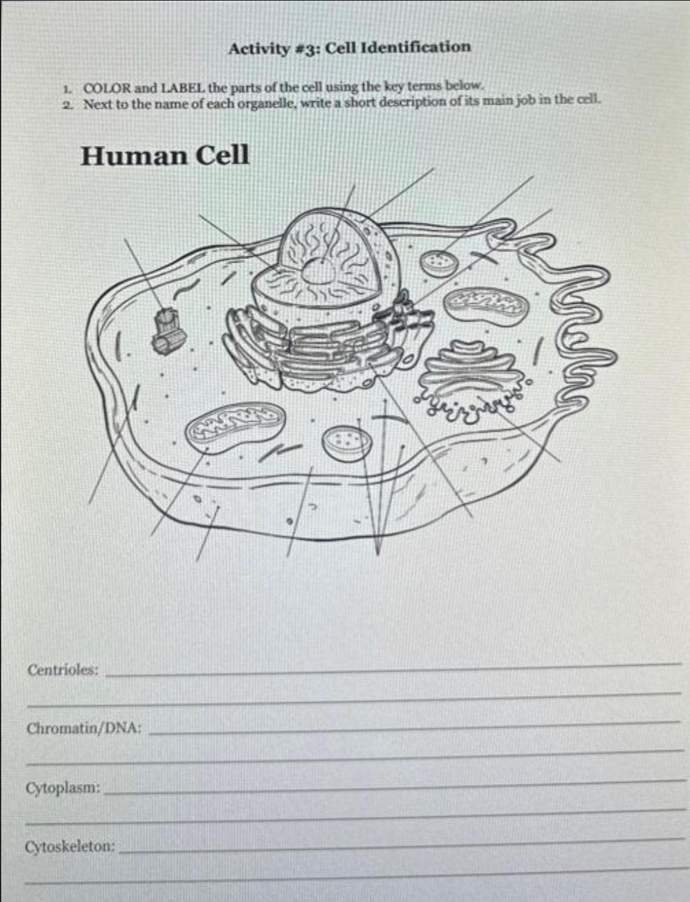 Solved Activity #3 ﻿: Cell IdentificationCOLOR and LABEL the | Chegg.com