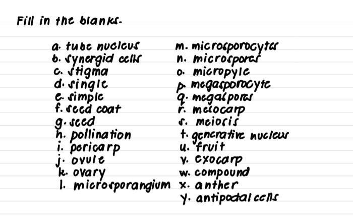 Solved Fill In The Blankr A Tube Nucleus M Microsporocy Chegg Com