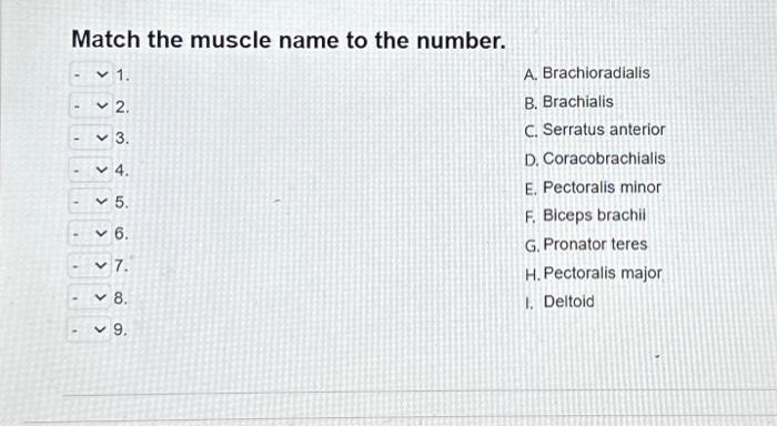 Solved Match the muscle name to the number. Match the | Chegg.com