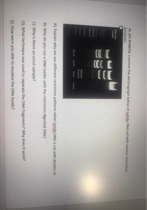 Solved III. (25 POINTS). Examine the electrograph below of | Chegg.com