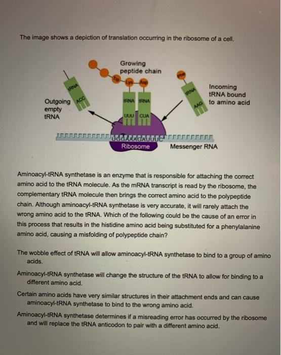 Solved The image shows a depiction of translation occurring | Chegg.com