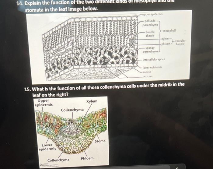 Solved 13. Is a vascular cambium beginning to develop in