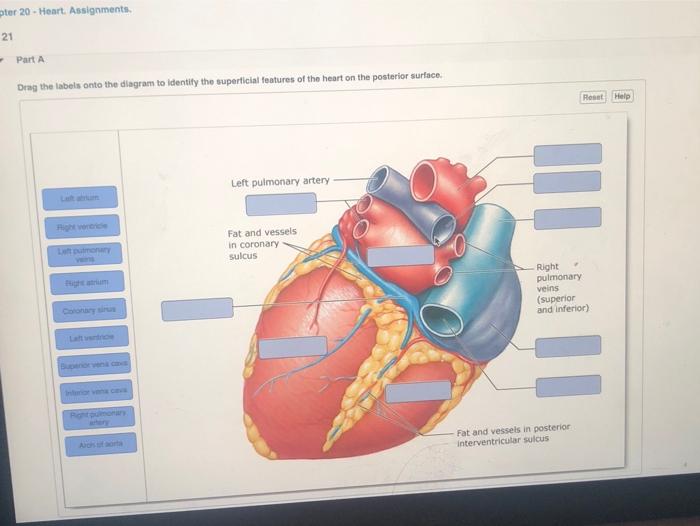 Solved pter 20 - Heart Assignments 21 - Part A Drag the | Chegg.com