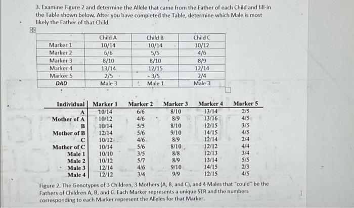3. Examine Figure 2 and determine the Allele that | Chegg.com