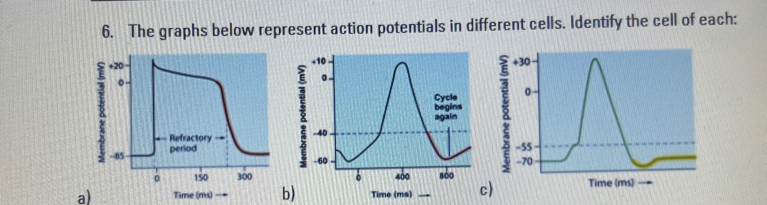 Solved The graphs below represent action potentials in | Chegg.com