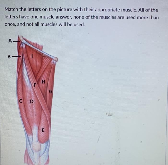 Solved Match the letters on the picture with their | Chegg.com