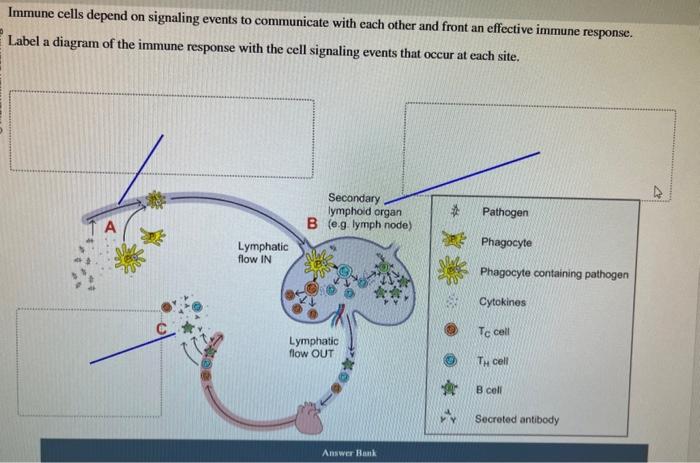 Solved Immune cells depend on signaling events to